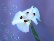 Perniagaan Tanpa Rugi di Masa Pandemi Perniagaan tanpa rugi di masa pandemi