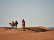 Hikmah-Hikmah dalam Syariat Qurban