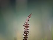 Belajar Fiqih Syafi’i (Bag.2) : Motivasi Bagi Penuntut Ilmu