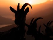 Sifat Hewan Kurban yang Ideal