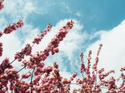 Ketika Walimah Bertepatan Dengan Meninggalnya Salah Satu Anggota Keluarga