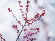 Adab Menasehati (Bag.4): Etika dalam Memberi Nasehat