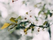 Fiqih Asmaul Husna (Bag.12): Al-Maalik dan Al-Malik