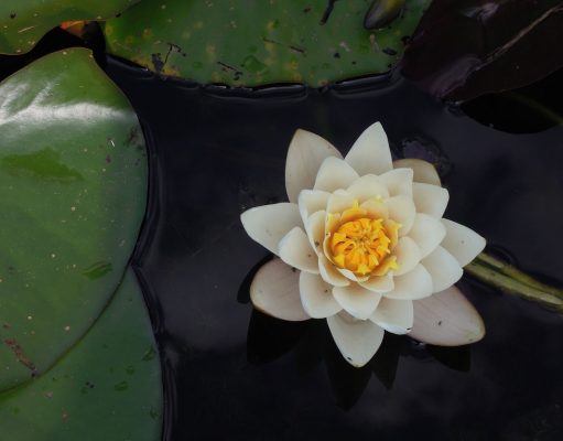 Ibadah Hati Bag.4: Kiat Menghidupkan Hati